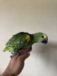 Varias aves cadais reprodutores e deste ano