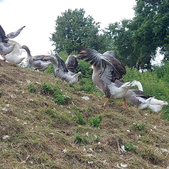 Gęsi tuszki landes kołudzka biała