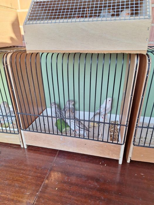 Kanarki agat czerwono pierśny