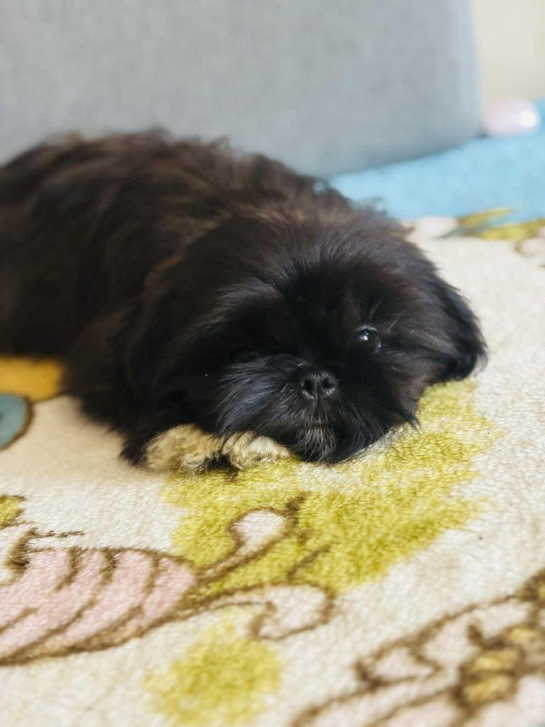 Piesek Apollo 9 tyg  Shih tzu Zkwp FCI