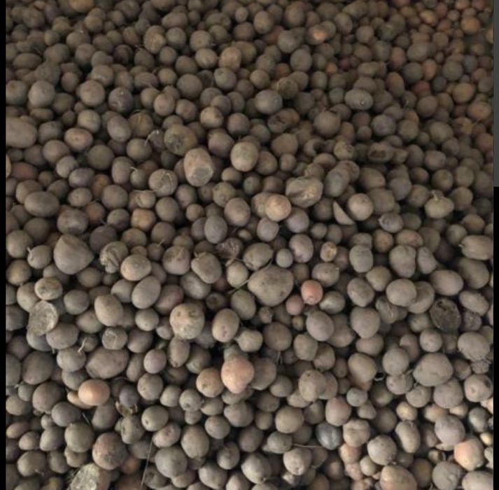 Дрібна картопля Белла росса