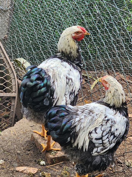 Wyandotte prata macho para troca