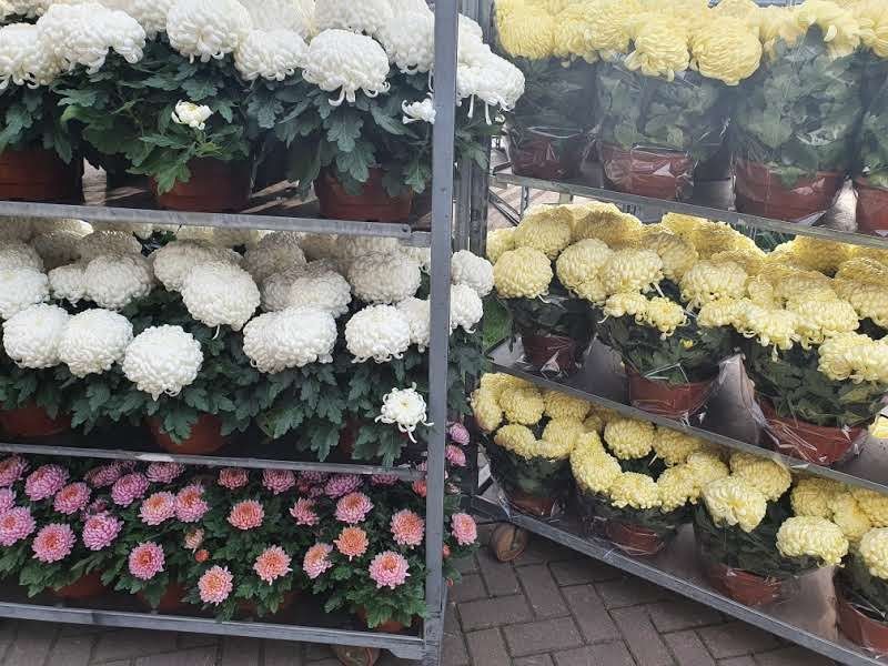 Chryzantemy mazowieckie