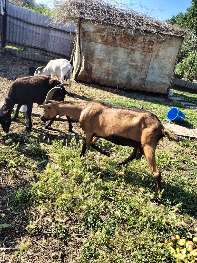 Продам коз альпийских