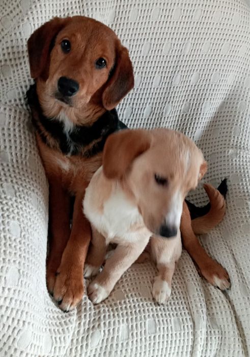 JASIO i MAŁGOSIA - dwa małe serca w drodze po swoją bajkę!