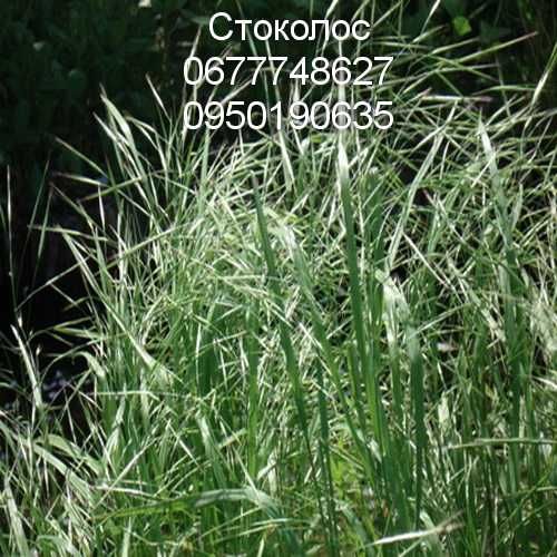 Стоколос  насіння / костер семена