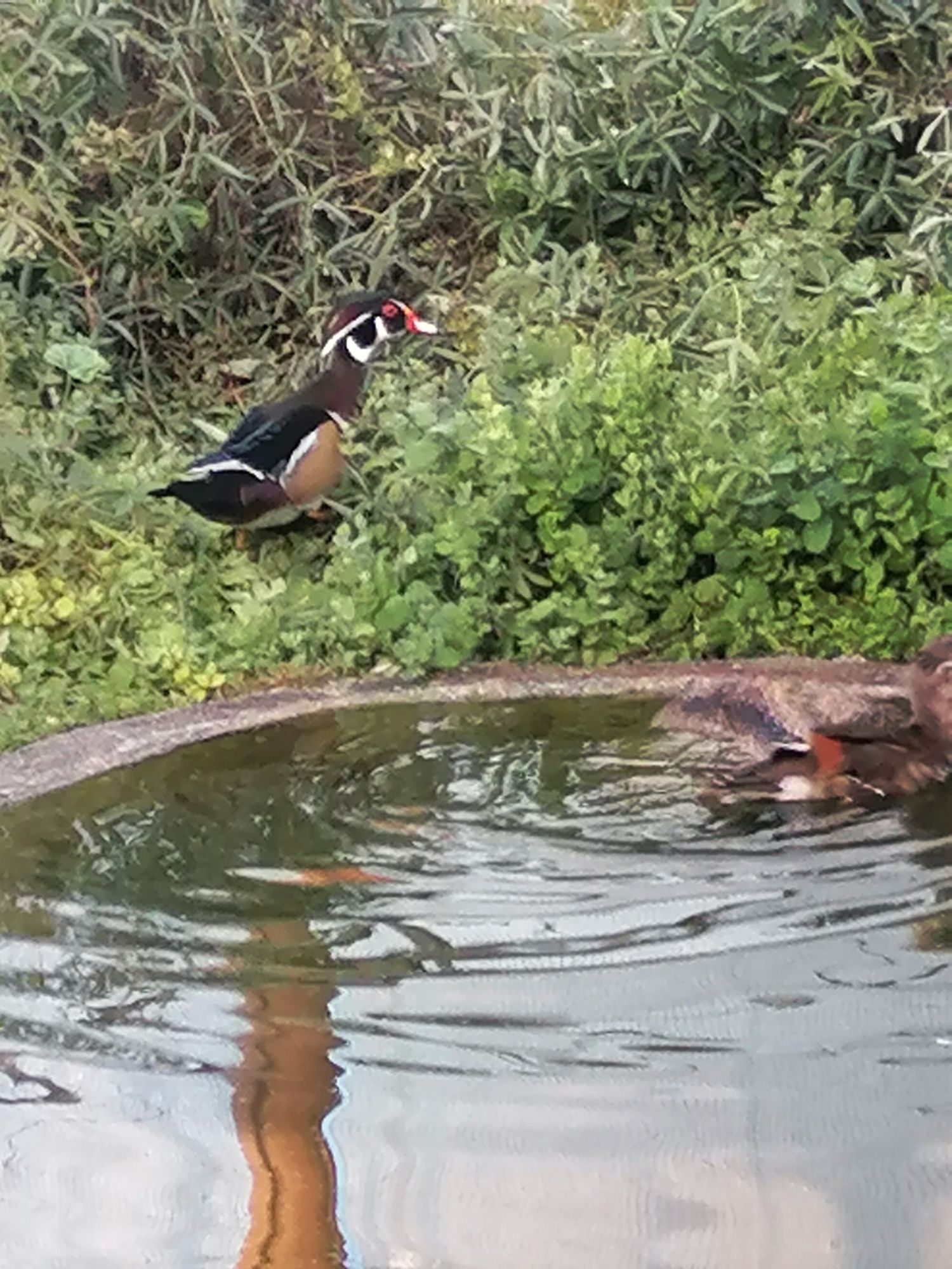 Lindos Patos Mandarim e Carolino