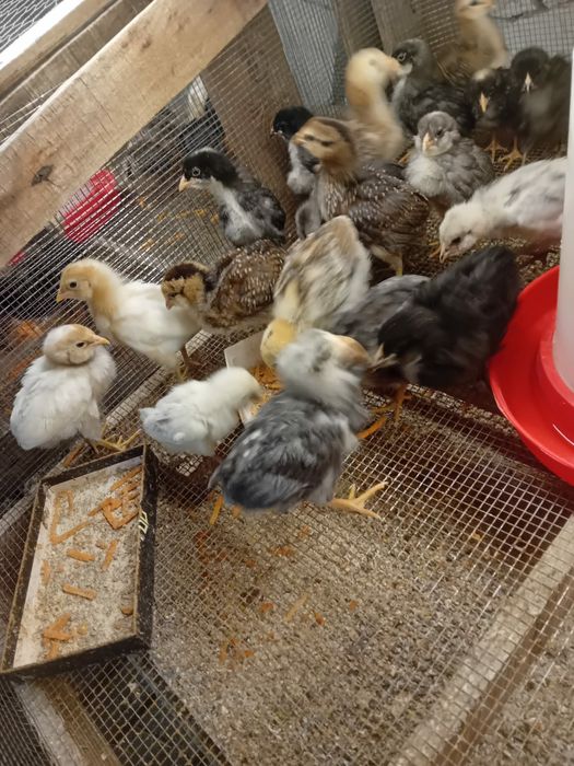 Kura kury aracuany naturalne ekologiczne araucany pisklaki araucany ku