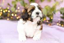 Shih Tzu Tricolor