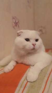 Красивый котик на вязку Скоттиш фолд