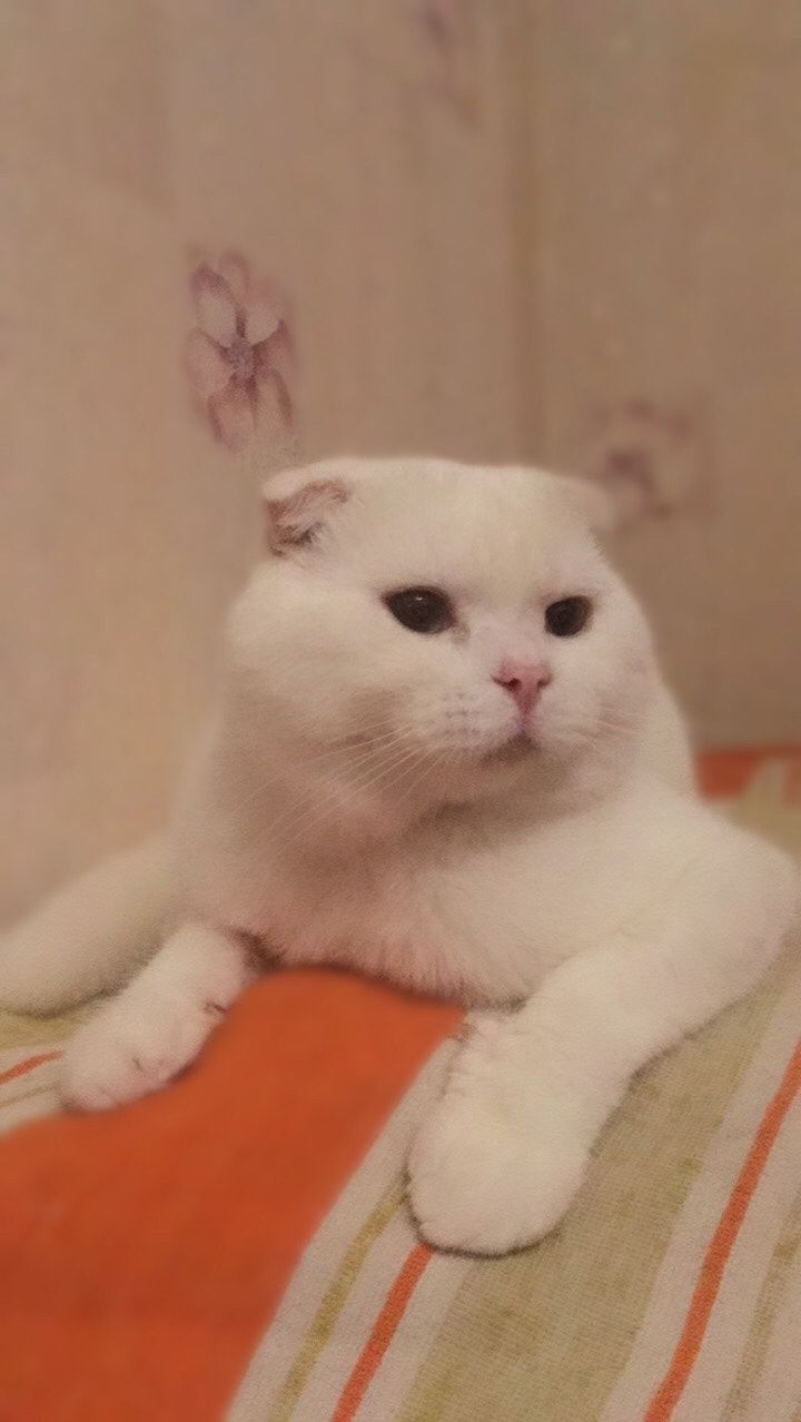 Красивый котик на вязку Скоттиш фолд