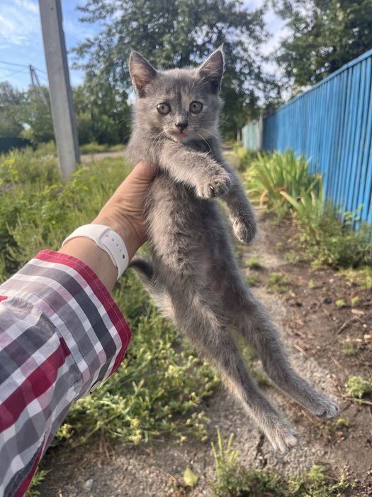 Віддам безкоштовно дівчинка шукає родину кошеня