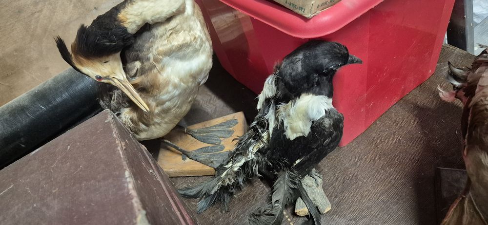 Bazant kura dzik spreparowane