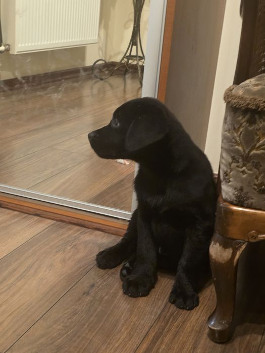 Labrador retriever DO ODBIORU FCI czarny