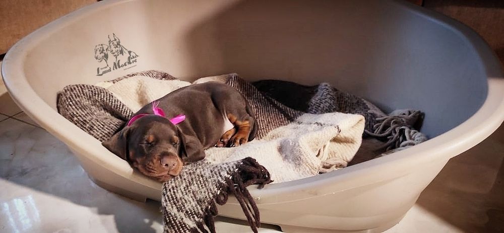 Шоколадная богиня. Шикарная топ девочка , щенок добермана.Купируем.