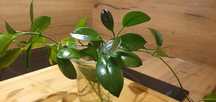 Ukorzenione sadzonki hoi australis Hoja / hoya