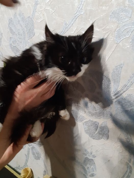 Стерилізована красуня в добрі руки