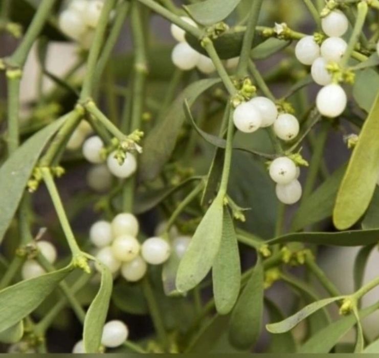 Jemioła pospolita zielona Bożonarodzeniowy pęk świąteczny