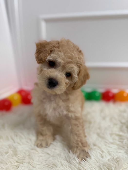 Bichpoo/Poochon Maltipoo