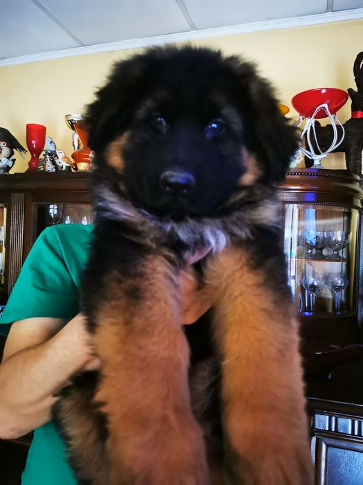 Owczarek niemiecki długowłosy