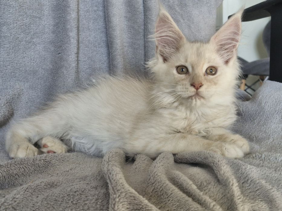 Kremowy srebrzysty kocurek  Maine Coon