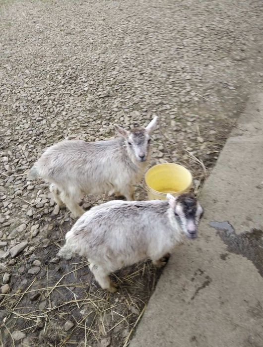 Продаються козинята