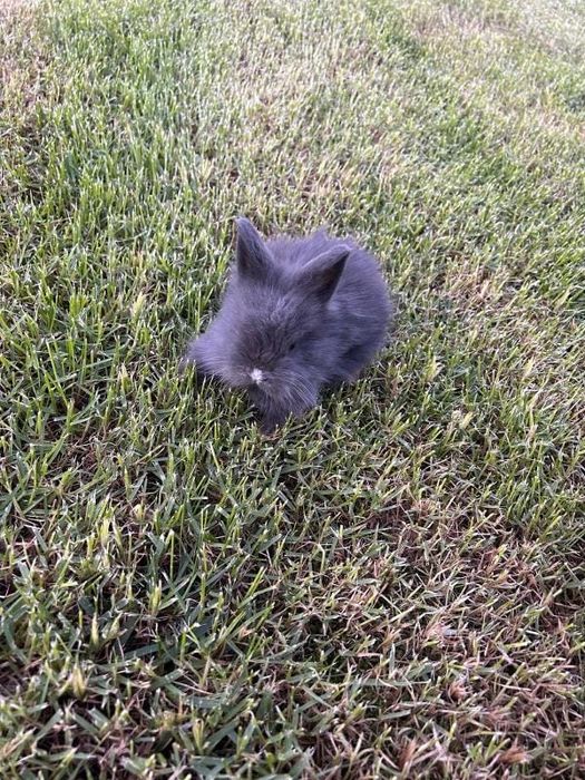 Coelho anão lionhead