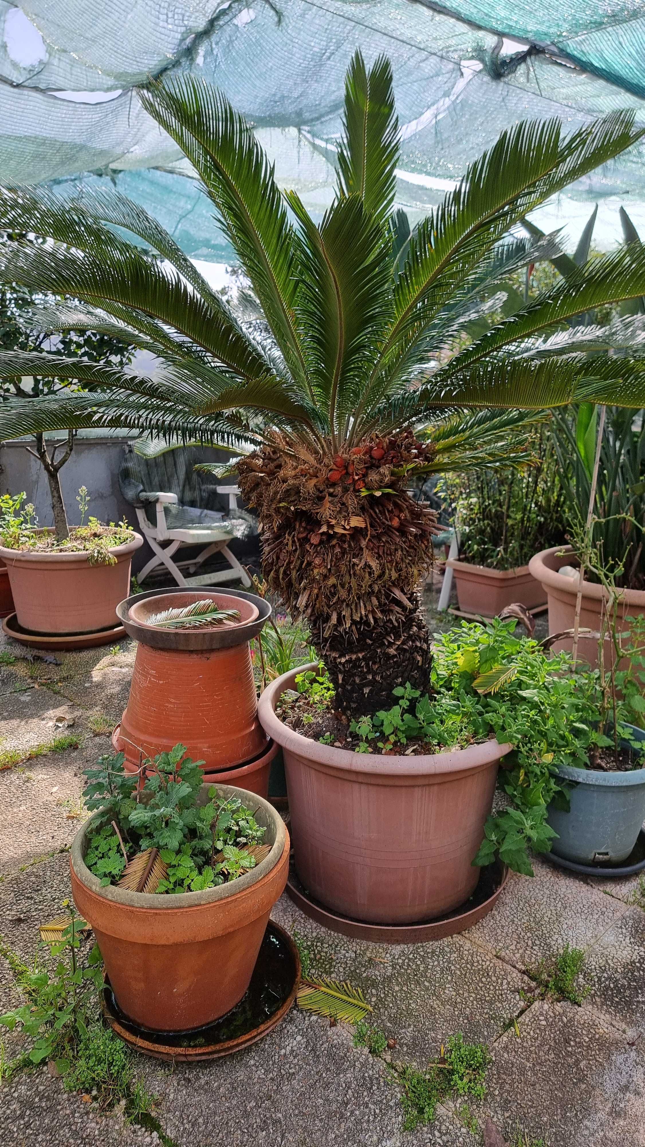 Cica 30 anos para jardim