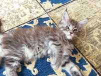 Maine Coon-Niebieska tygrysio pręgowana