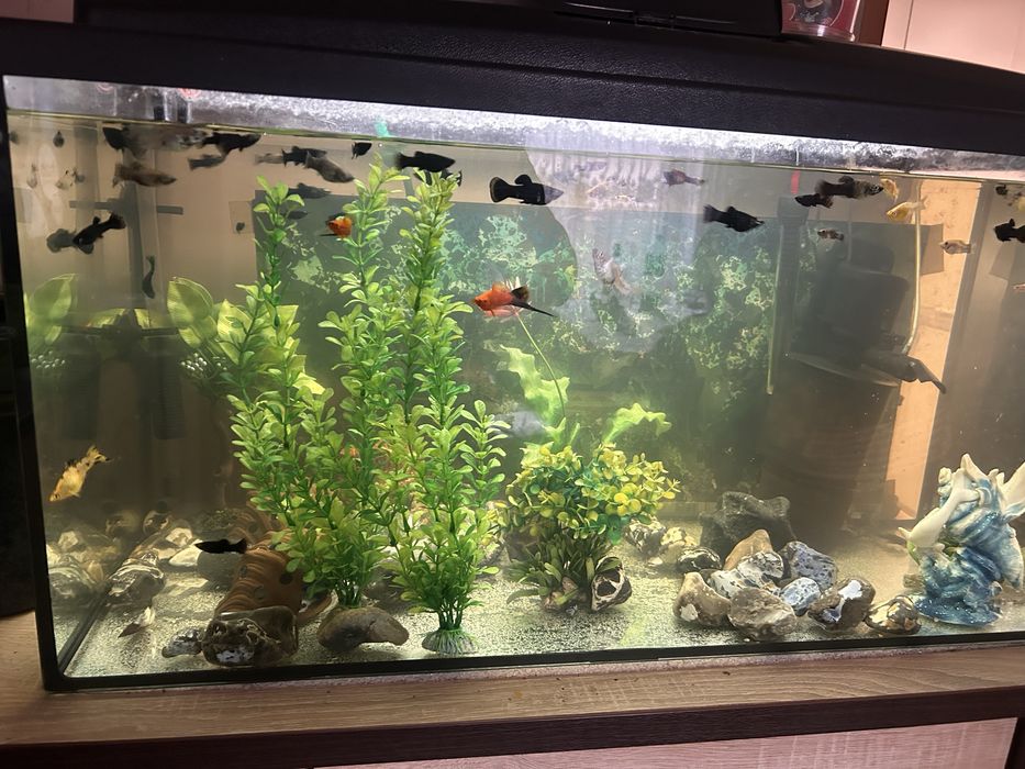 Akwarium z wyposazeniem