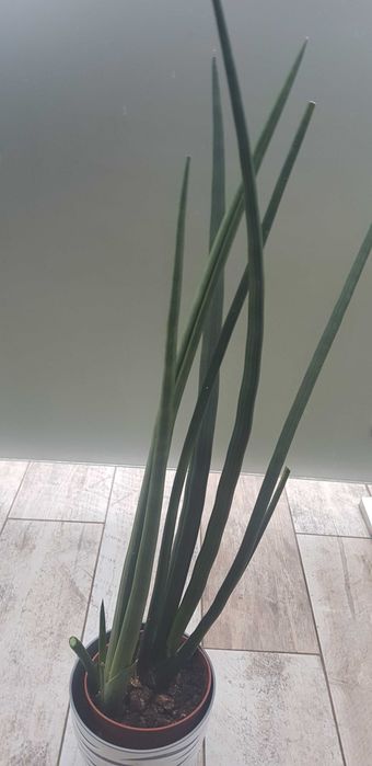 Sansewieria walcowata