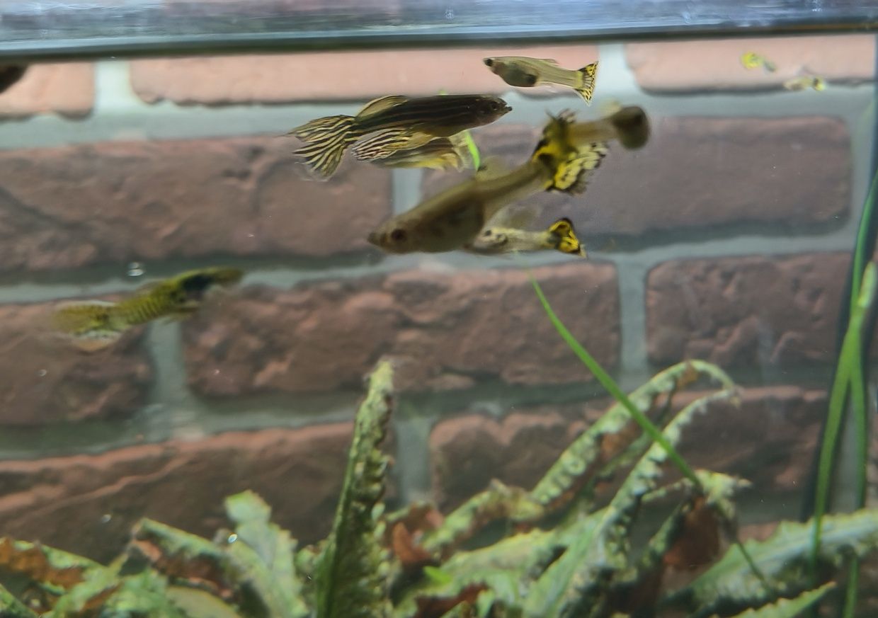 Gupiki rybki akwariowe
