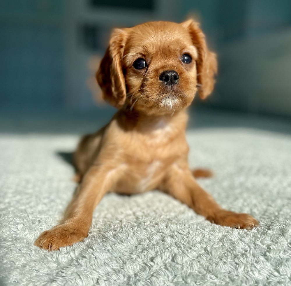 Cavalier king charles spaniel