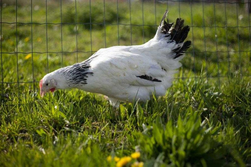 Kurki kokoszki nioski Rosa kolorowa na wybieg transport na miejsce