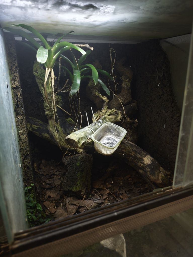 Terrarium 55x60x60 cm.