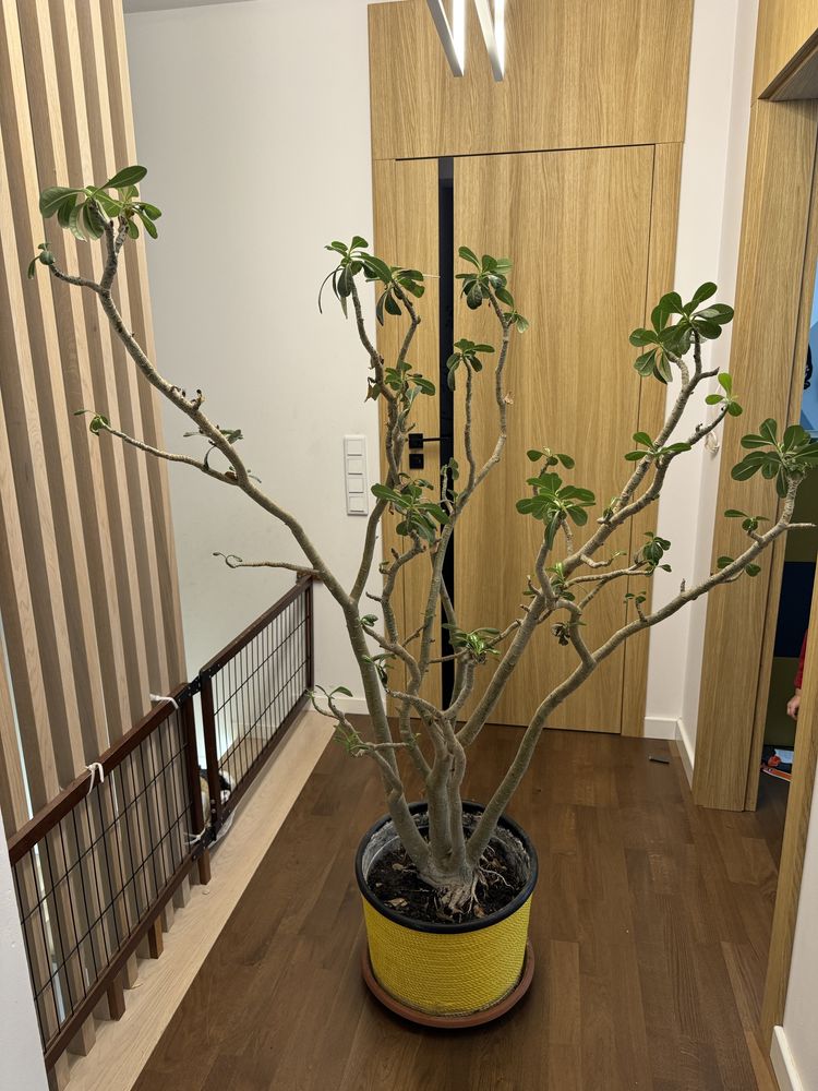 Ogromne Adenium Obesum wysokosc okolo 180 cm