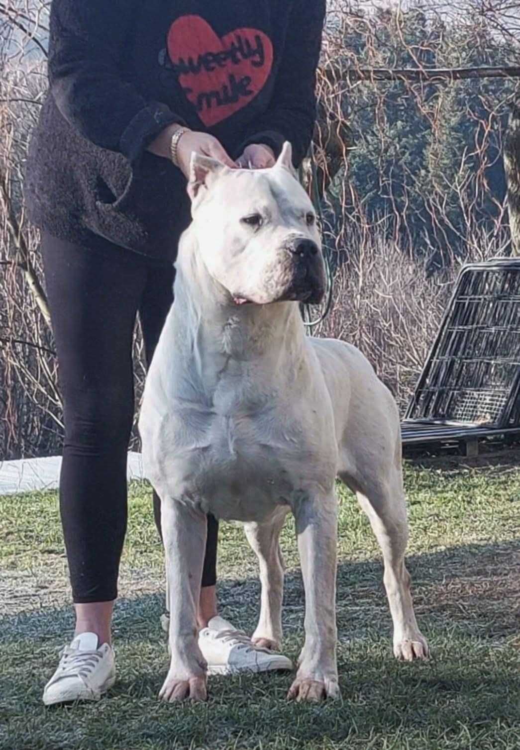 Sunia 4-miesięczna Dog Argentyński ZKwP FCI