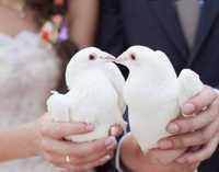 Śnieżnobiałe gołębie na Wasz ślub