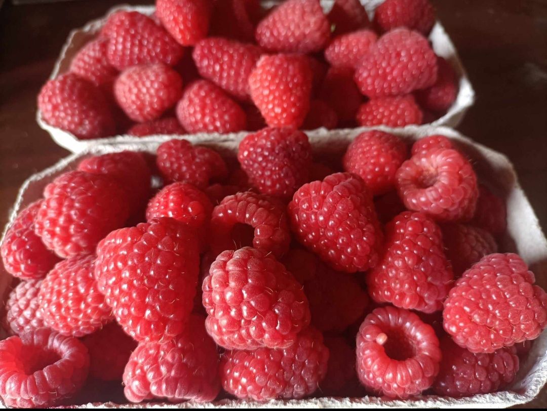 Malina Maliny rwane na zamówienie codziennie świeże zapraszam