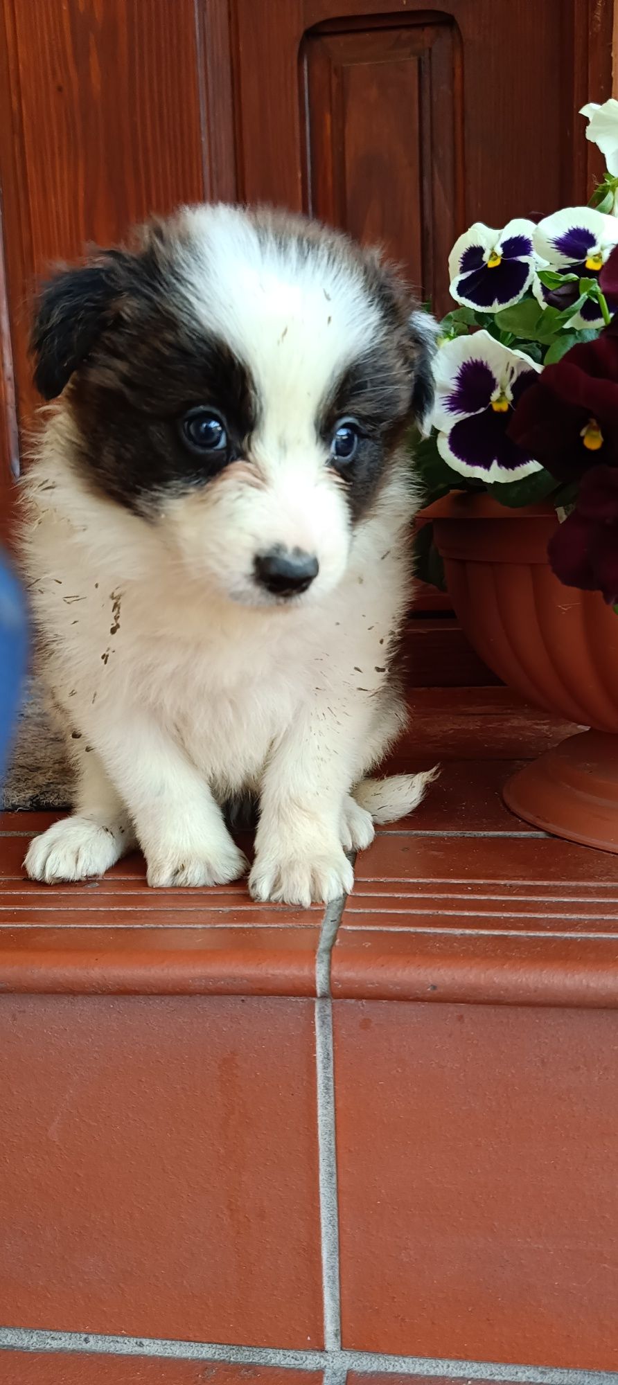 Border collie śliczny piesek czekoladowo biały