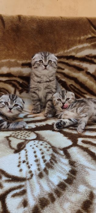 Котята скоттиш фолд
