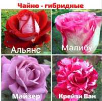Саджанці троянд мікс 10шт (Саженцы роз)