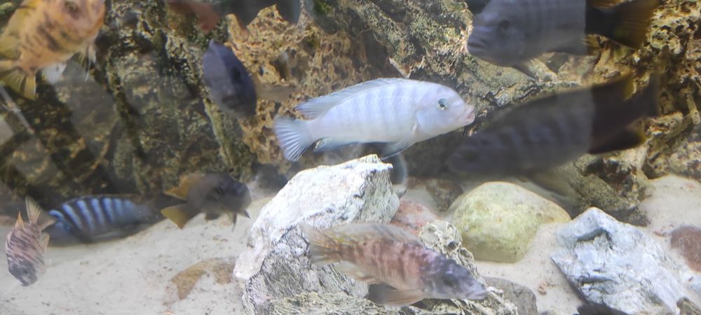 Rybki akwariowe Pyszczak socolofi młode