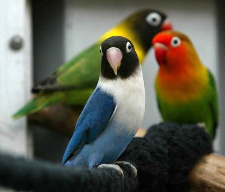 Зацікавтеся нашими папугами-нерозлучниками