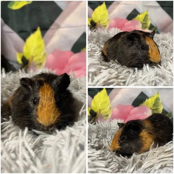 Świnki Morskie Cavie