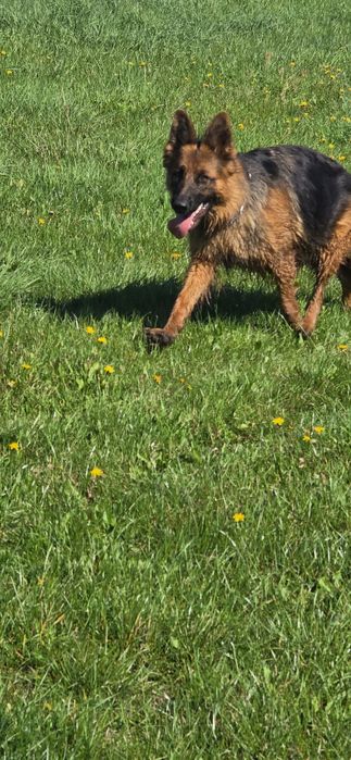 Owczarek niemiecki dlugowlosy