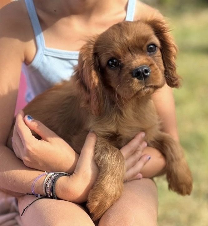 Cavalier King Charles Spaniel piesek ZKwP/FCI