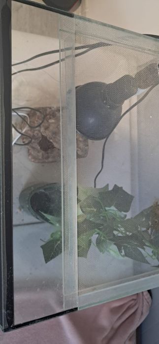 Terarium po kameleonie