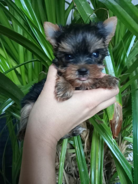 Чудо чадо мини привит