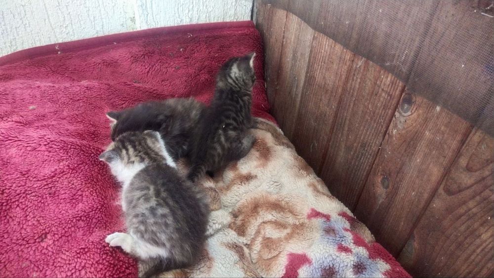 Котята ищут дом 3 котенка пол не знаем